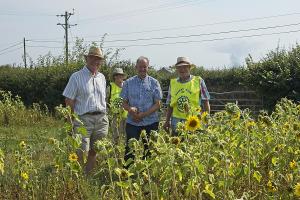 Members looking at sunflowers grown to feed wild birds